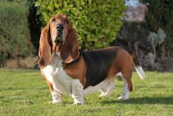 a Basset Hound standing by some trees