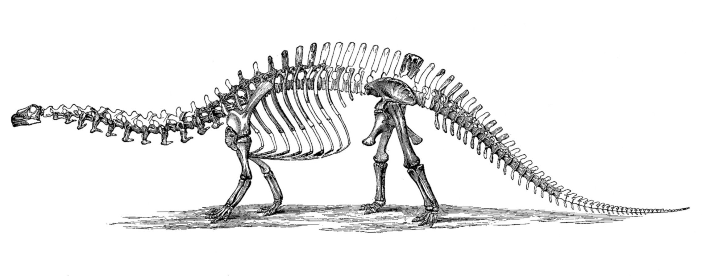 Skeleton of a Brontosaurus