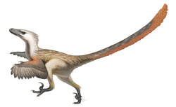 a Feathered Velociraptor