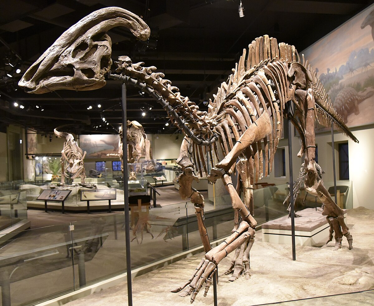 A Parasaur skeleton