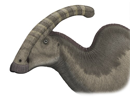 A closeup of a parasaur